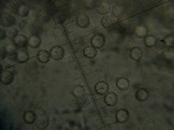 Laccaria bicolor image