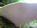 Trametes cubensis image