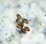 Psilocybe pelliculosa image