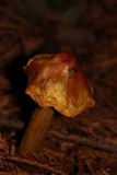 Hygrocybe acutoconica image