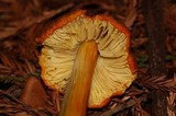 Hygrocybe acutoconica image