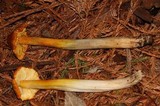 Hygrocybe acutoconica image
