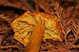 Hygrocybe acutoconica image