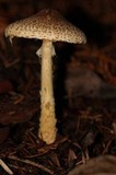 Lepiota spheniscispora image