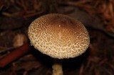 Lepiota spheniscispora image