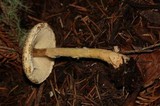 Lepiota spheniscispora image