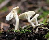 Cuphophyllus virgineus image