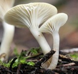 Cuphophyllus virgineus image