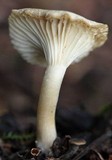 Cuphophyllus virgineus image