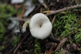 Cuphophyllus virgineus image