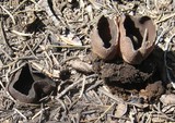 Plicaria endocarpoides image