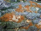 Coprinellus radians image