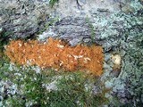 Coprinellus radians image