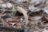 Clavariadelphus occidentalis image
