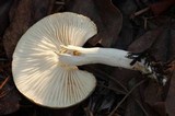 Hygrophorus agathosmus image
