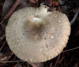 Hygrophorus agathosmus image