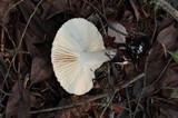 Hygrophorus agathosmus image