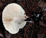 Hygrophorus agathosmus image