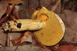Suillus caerulescens image