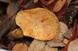 Suillus caerulescens image
