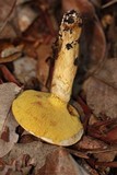 Suillus caerulescens image