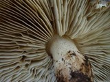 Tricholoma saponaceum image