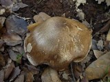 Tricholoma saponaceum image