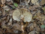 Tricholoma saponaceum image
