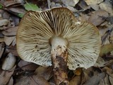 Tricholoma saponaceum image