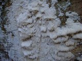 Oxyporus corticola image