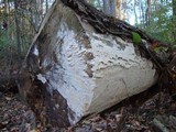 Oxyporus corticola image