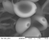 Panaeolus cinctulus image