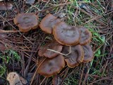 Cortinarius croceus image