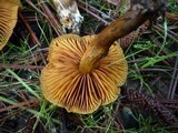 Cortinarius croceus image
