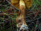 Cortinarius croceus image