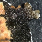 Relicina eximbricata image