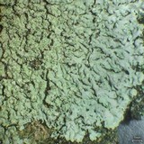 Dirinaria picta image