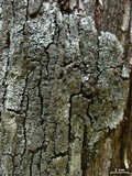 Coccocarpia palmicola image