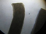 Cuphophyllus virgineus image