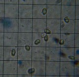 Cuphophyllus virgineus image