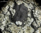 Coccocarpia palmicola image