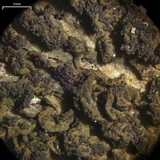 Collema nigrescens image