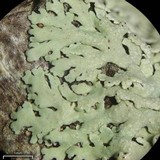 Physcia neogaea image