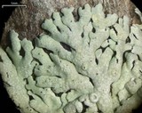 Physcia neogaea image