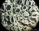 Physcia neogaea image