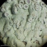 Physcia neogaea image