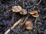 Pholiota velaglutinosa image