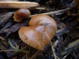 Pholiota velaglutinosa image