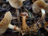 Pholiota velaglutinosa image