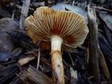 Pholiota velaglutinosa image